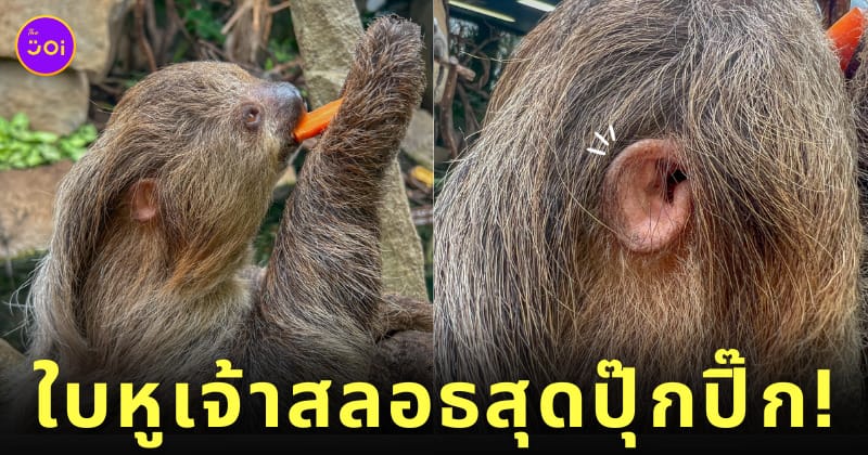 ภาพหูของสลอธ สวนสัตว์ญี่ปุ่น