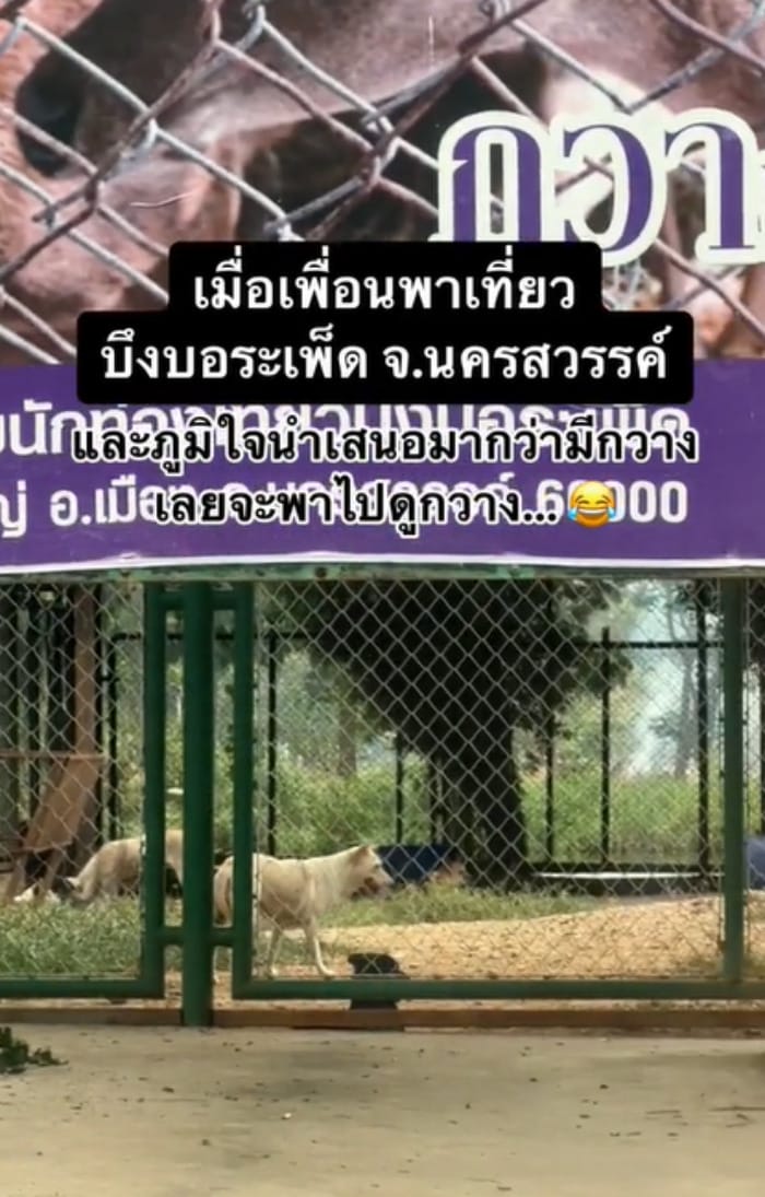 บึงบอระเพ็ด 3