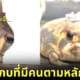 ปก 1 pammermoony เซเลบกบที่มีผู้ติดตามบนโซเชียลหลักแสน
