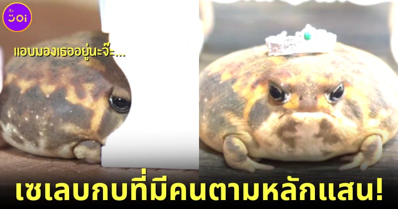 ปก 1 pammermoony เซเลบกบที่มีผู้ติดตามบนโซเชียลหลักแสน