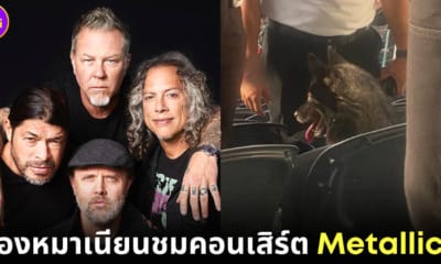 น้องหมาแอบหนีออกจากบ้านไปดูคอนเสิร์ต metallica