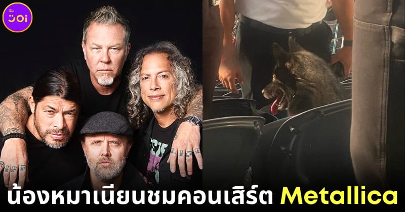 น้องหมาแอบหนีออกจากบ้านไปดูคอนเสิร์ต metallica