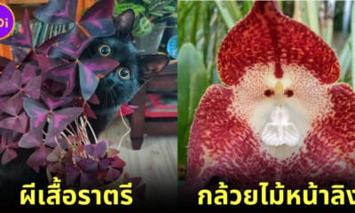 ปก 30 ดอกไม้แปลกที่สวยราวกับหลุดออกมาจากโลกแฟนตาซี