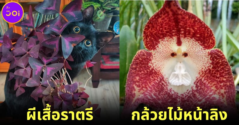 ปก 30 ดอกไม้แปลกที่สวยราวกับหลุดออกมาจากโลกแฟนตาซี