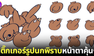 ปก Kiwi Wishing For World Peace สติ๊กเกอร์รูปนกพิราบ