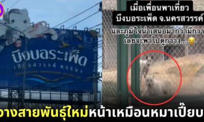 ฮาลั่นทั้งก๊วน! เพื่อนพาเที่ยวบึงบอระเพ็ด แต่เจอกวางสายพันธุ์ใหม่ แถมเห่าได้เหมือนหมาเป๊ะ!