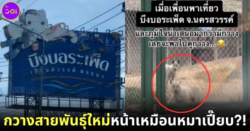 ฮาลั่นทั้งก๊วน! เพื่อนพาเที่ยวบึงบอระเพ็ด แต่เจอกวางสายพันธุ์ใหม่ แถมเห่าได้เหมือนหมาเป๊ะ!
