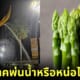 ปก พญานาคพ่นน้ำเหมือนหน่อไม้ฝรั่ง
