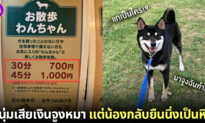 ปก รีวิวเช่าหมาชิบะอินุ