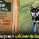 ปก รีวิวเช่าหมาชิบะอินุ