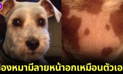 ปก หมาชเนาเซอร์-บิชอง ลายหน้าอกเหมือนตัวเอง