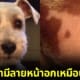 ปก หมาชเนาเซอร์-บิชอง ลายหน้าอกเหมือนตัวเอง