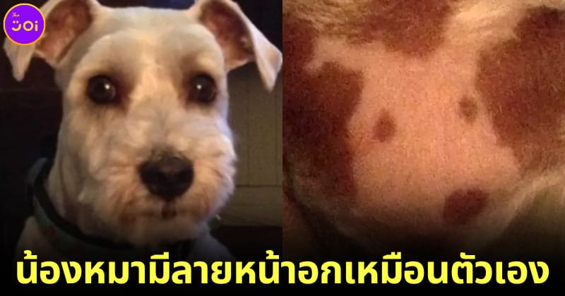 ปก หมาชเนาเซอร์-บิชอง ลายหน้าอกเหมือนตัวเอง
