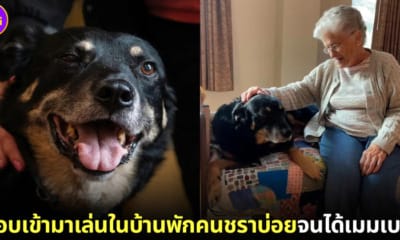 ปก หมาแอบเข้ามาเล่นกับคนแก่ในบ้านพักคนชรา