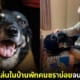 ปก หมาแอบเข้ามาเล่นกับคนแก่ในบ้านพักคนชรา