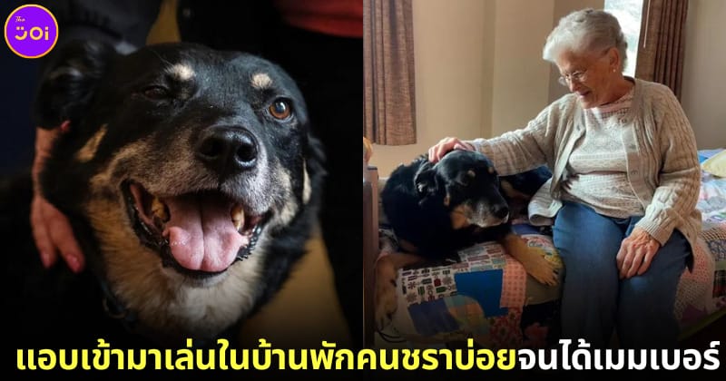 ปก หมาแอบเข้ามาเล่นกับคนแก่ในบ้านพักคนชรา