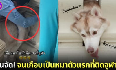 ปก หมาไซบีเรียนหัวติดซี่ราวระเบียงเทวาลัย