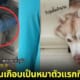 ปก หมาไซบีเรียนหัวติดซี่ราวระเบียงเทวาลัย