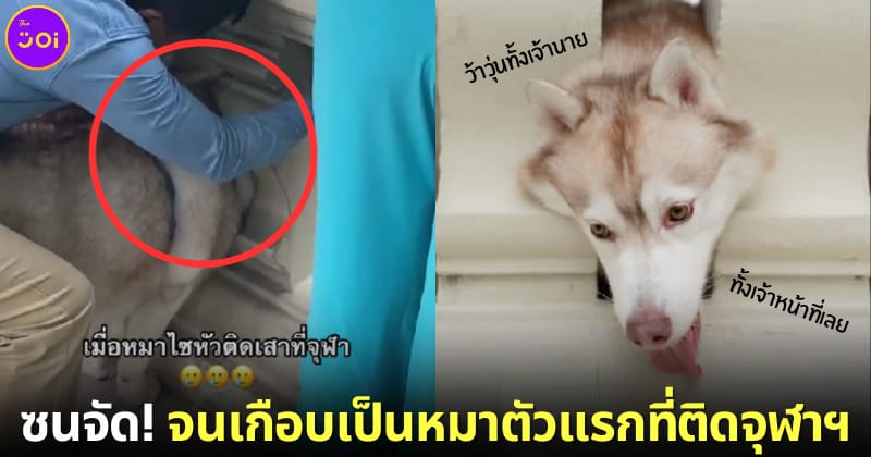 ปก หมาไซบีเรียนหัวติดซี่ราวระเบียงเทวาลัย