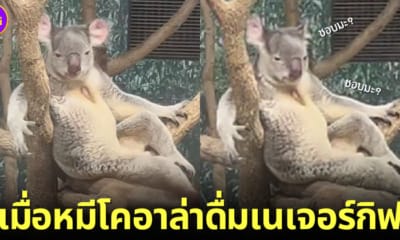 ปก หมีโคอาล่าโพสต์ท่าแบบใหม่ สวนสัตว์ญี่ปุ่น