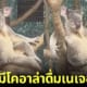 ปก หมีโคอาล่าโพสต์ท่าแบบใหม่ สวนสัตว์ญี่ปุ่น