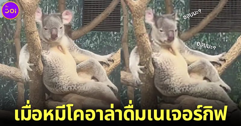 ปก หมีโคอาล่าโพสต์ท่าแบบใหม่ สวนสัตว์ญี่ปุ่น