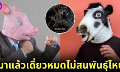 ปก หมูดื่มเบียร์ เมาสู้กับวัว