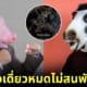 ปก หมูดื่มเบียร์ เมาสู้กับวัว