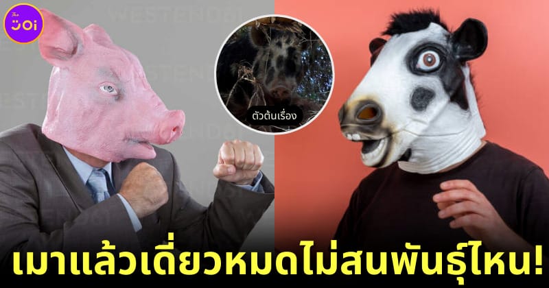 ปก หมูดื่มเบียร์ เมาสู้กับวัว