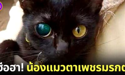 ปก แมวตาเพชรมรกต tiktok