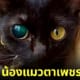ปก แมวตาเพชรมรกต tiktok