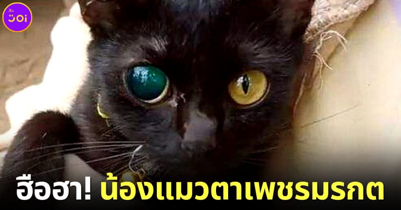 ปก แมวตาเพชรมรกต tiktok