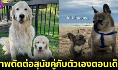 35 ภาพตัดต่อสุนัขคู่กับลุกสุนัขโดยmandy helwege