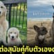 35 ภาพตัดต่อสุนัขคู่กับลุกสุนัขโดยmandy helwege