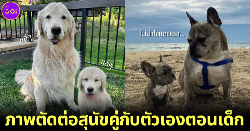 35 ภาพตัดต่อสุนัขคู่กับลุกสุนัขโดยmandy helwege