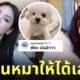ฮันโซฮี อยากเป็นหมาซงฮเยคโย คอมเมนต์ พี่คะ ฉันหิว