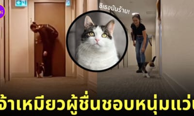แมวสามสี ชอบหนุ่มแว่นข้างบ้าน