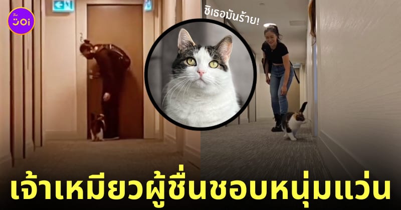 แมวสามสี ชอบหนุ่มแว่นข้างบ้าน