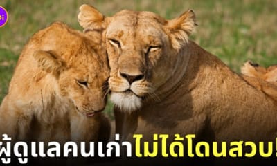 LION LAND PHUKET รับสมัครคนดูแลสิงโต