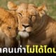 LION LAND PHUKET รับสมัครคนดูแลสิงโต