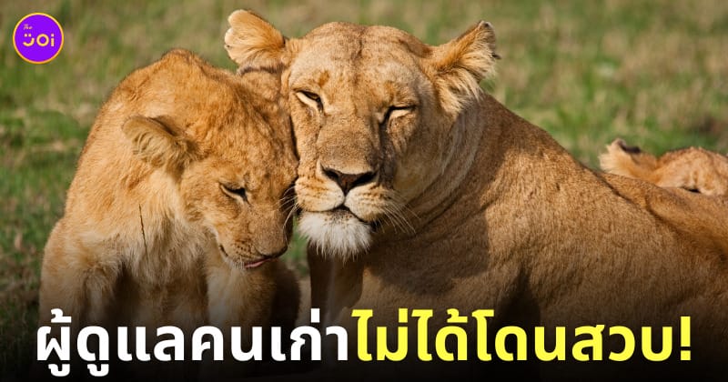 LION LAND PHUKET รับสมัครคนดูแลสิงโต