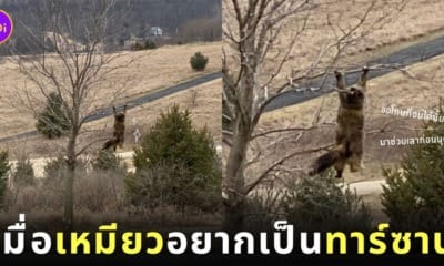 ภาพแมวซน โหนต้นไม้ ไวรัล