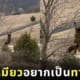 ภาพแมวซน โหนต้นไม้ ไวรัล