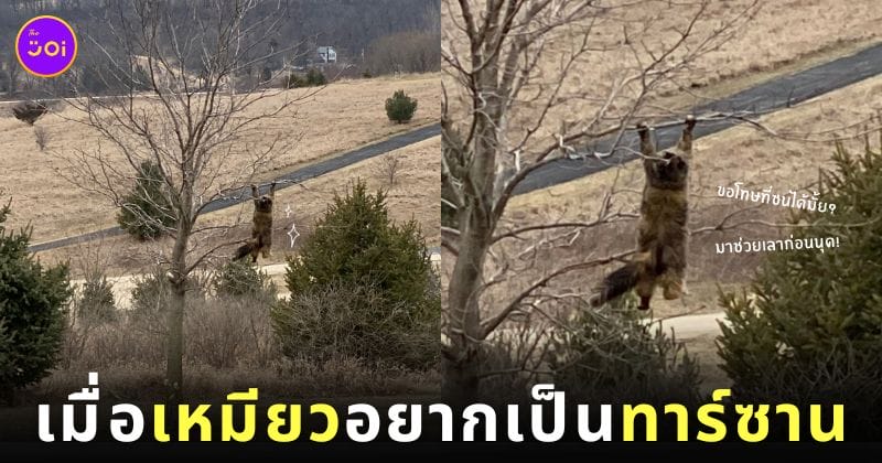 ภาพแมวซน โหนต้นไม้ ไวรัล