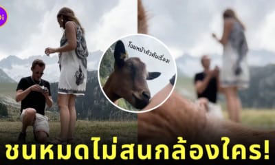 คลิปแพะเดินชนกล้องคู่รักขอแต่งงาน