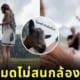 คลิปแพะเดินชนกล้องคู่รักขอแต่งงาน