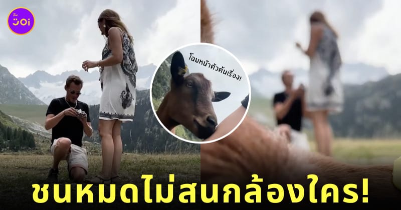 คลิปแพะเดินชนกล้องคู่รักขอแต่งงาน