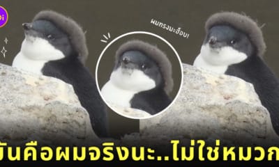 ผมเพนกวิน ใส่หมวกเบเร่ต์