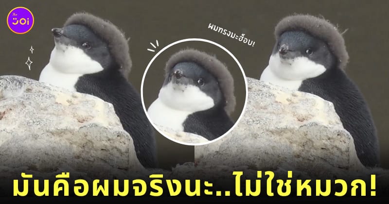 ผมเพนกวิน ใส่หมวกเบเร่ต์