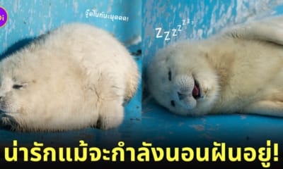 แมวน้ำเด็ก นอนหลับ น่ารัก